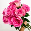 Pink - Roses